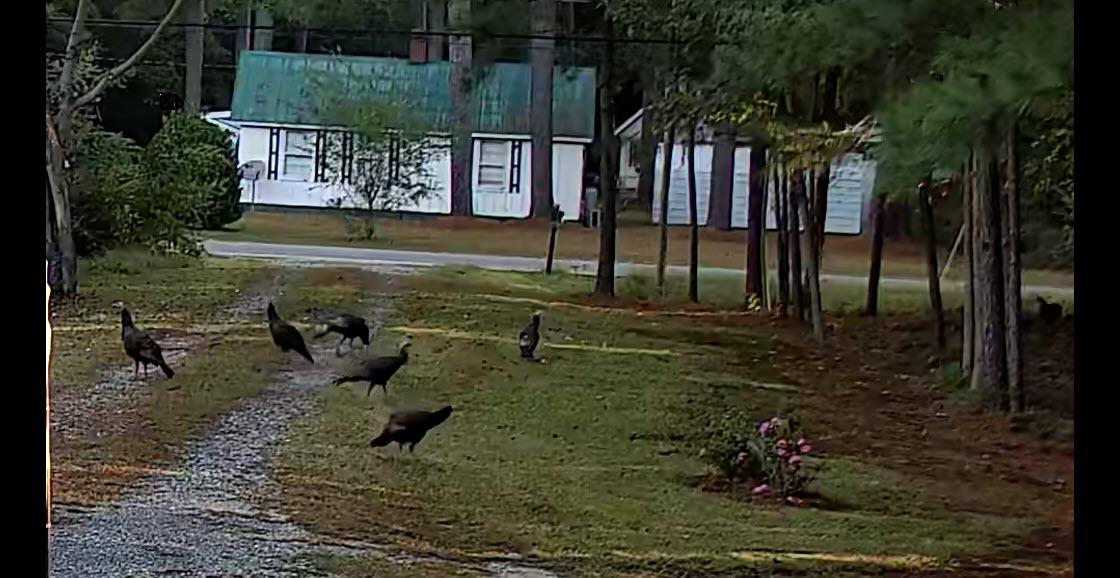 2022-10-19_9-24-03turkeys2